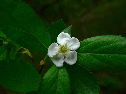 {Crataegus uniflora}